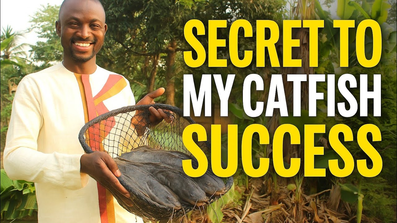 HOW I STARTED MY CATFISH FARMING WITH 500 FINGERLINGS