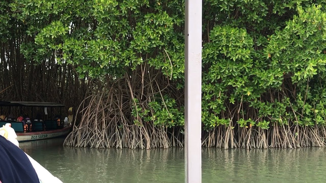 Kadalundi bird sanctuary 💚💚💚💚