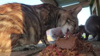 Cat colonies Thursday Cat colonies Thursday