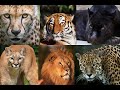 All big cat sounds