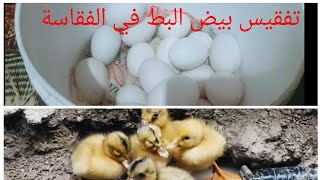 تفقيس بيض البط في الفقاسة#hatching duck eggs