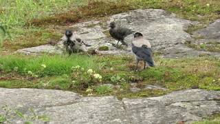 Relations Between Hooded Crows, Jackdaws, And Herring Gull Tail Tag