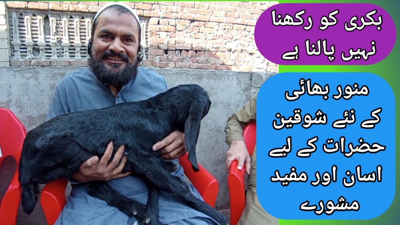 بکری کو رکھنا نہیں پالنا ہے منور بھائی کے مفید مشورے #petslovers easy way to raise goat 