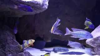 Lake Malawi Cichlid Tank #4 20140916