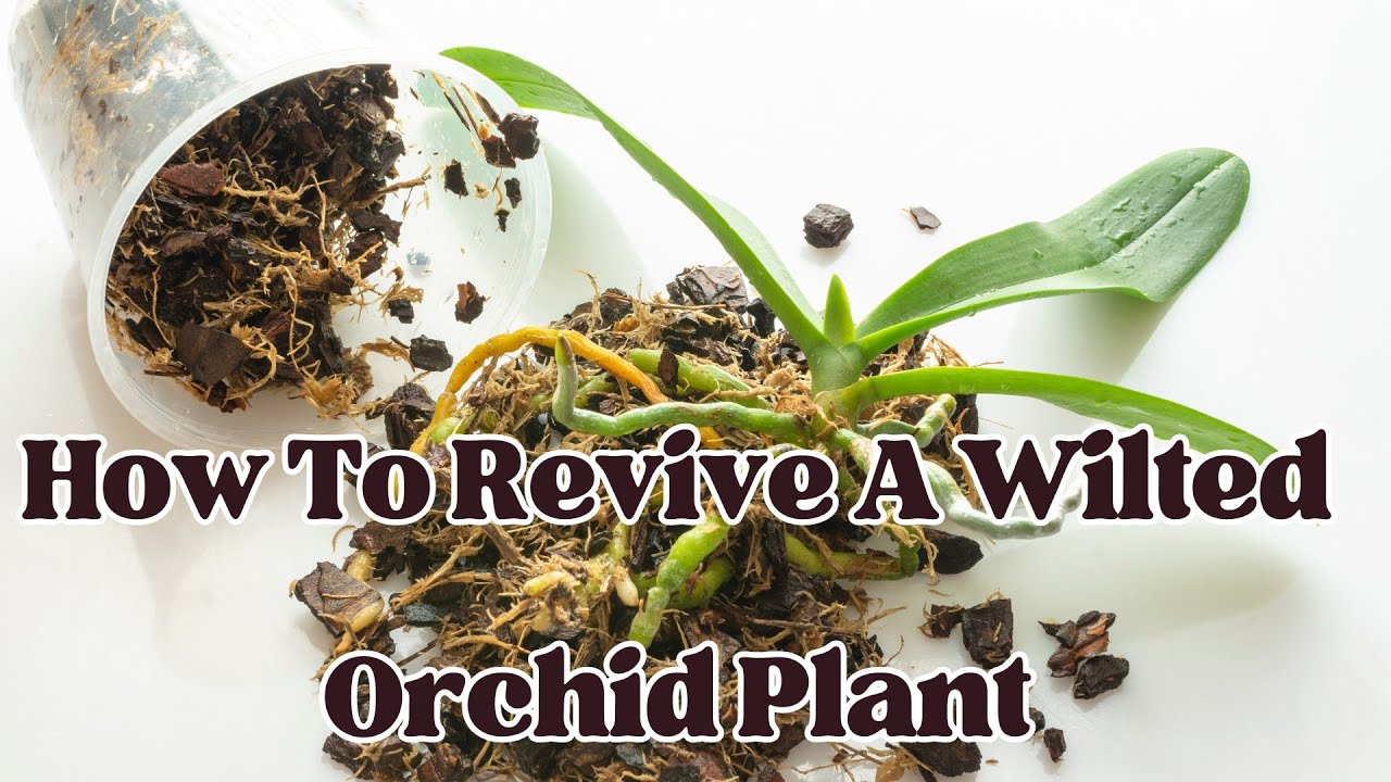 How To Revive a Wilted Orchid Plant LIFE HACKS YouTube