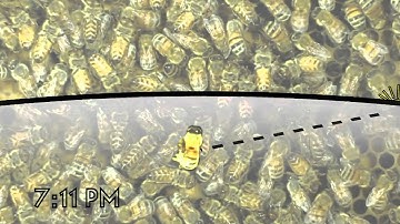 The Waggle Dance of the Honeybee