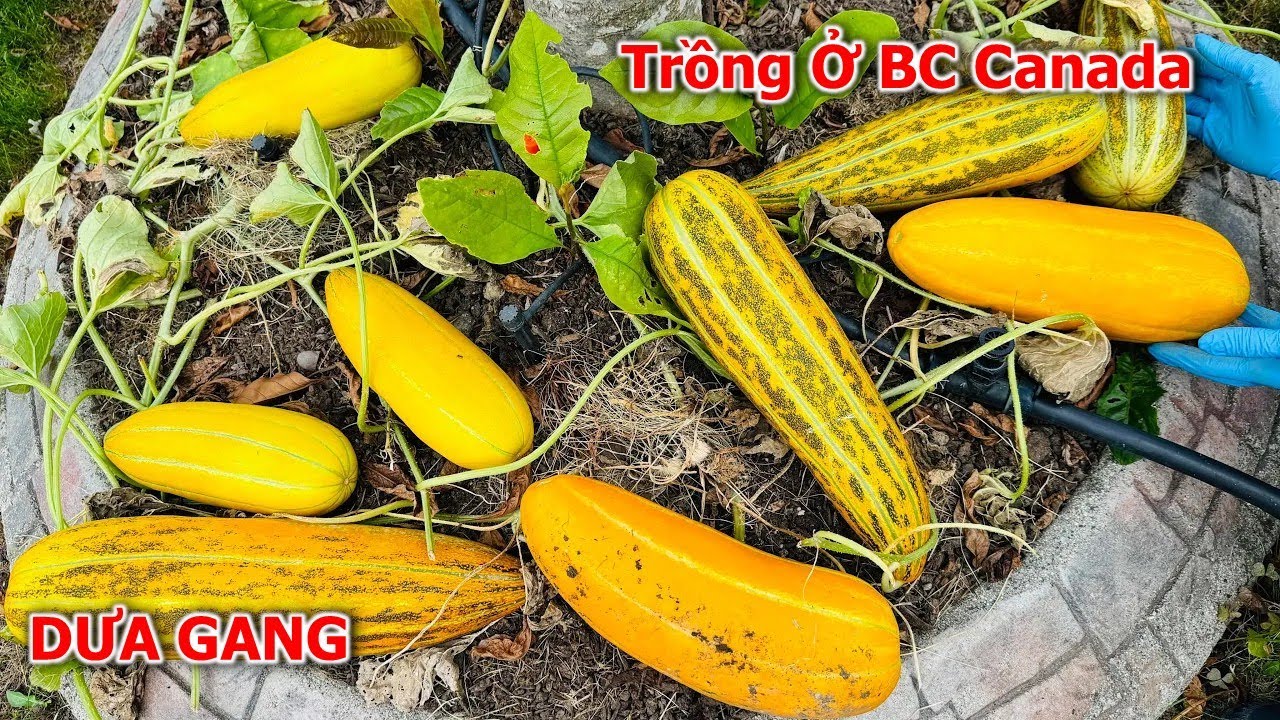 Chia sẻ cách trồng và chăm sóc Dưa Gang được nhiều trái chín Ở xứ lạnh Canada 🇨🇦2034》Vườn Rau Việt
