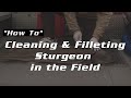 Cleaning & Filleting Sturgeon