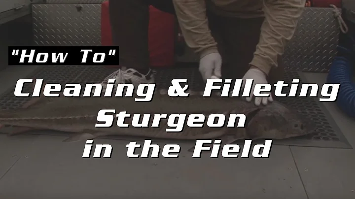 Cleaning & Filleting Sturgeon