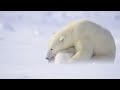 Polar bear compilation  all in the wild