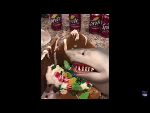 Shark Puppet builds a gingerbread house reversed - YouTube
