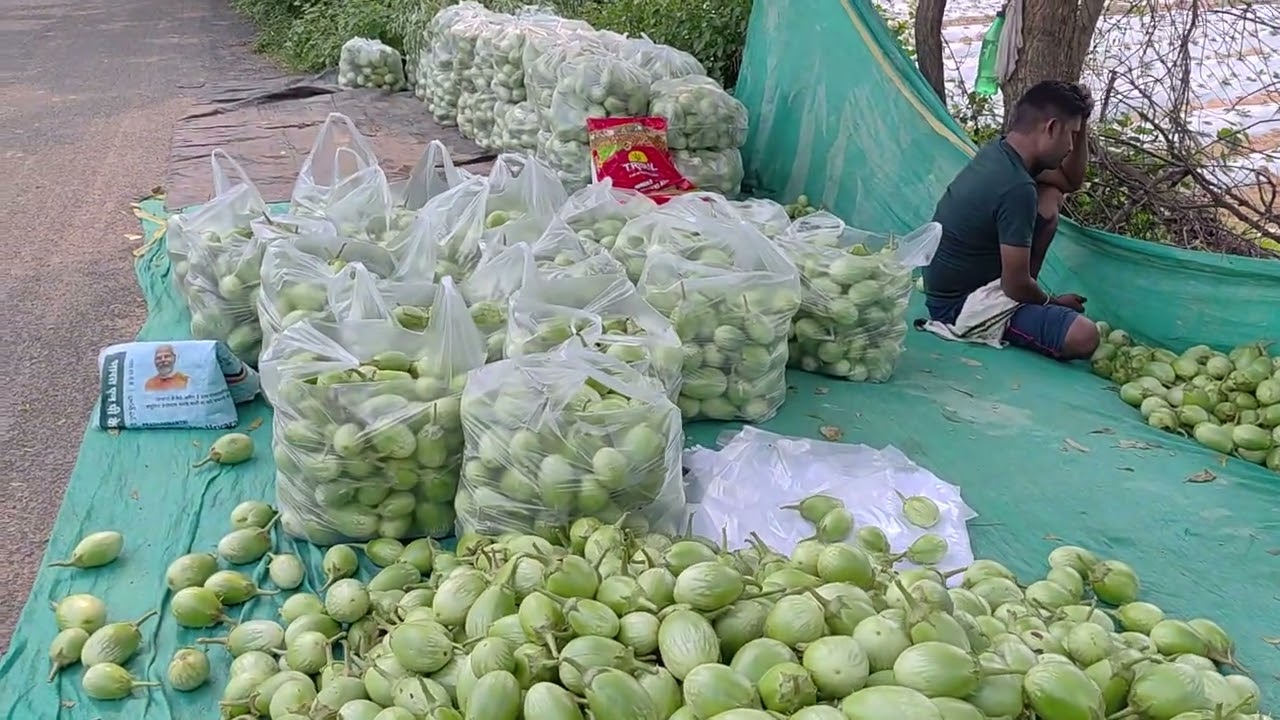 Bargarh District Farmers Uses AMAZING Drip Irrigation System For Brinjal Crop 