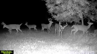 The Power Of A Persimmon Tree Trail Cam Highlights 10.23.25