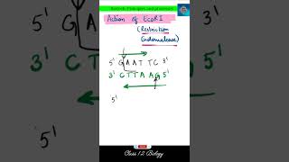 Sticky ends I EcoRI I Recognition site I Recognition sequence I Endonucleases I Biotech