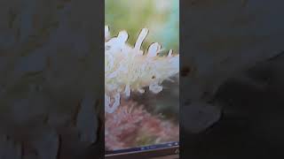 Week 10 flushing Muscle Dummy, flowering Lemon Space Cake Mr Green Jeans Genetic