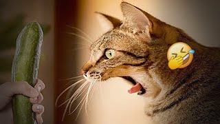 😅😹 So Funny! Funniest Cats and Dogs 2024 🐱🐱 Best Funny Animal Videos 2024 # 11