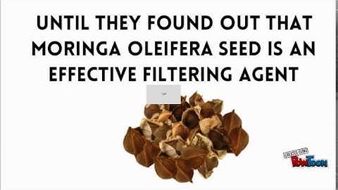 Moringa Oleifera Seed Water Filter