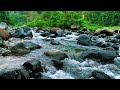 Healing Forest Ambience - Peaceful River Flow and Echoing Birdsong in Sacred Forest for Sleep