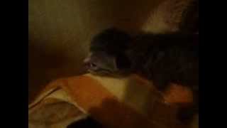 ニャオちゃん子猫　2014051902