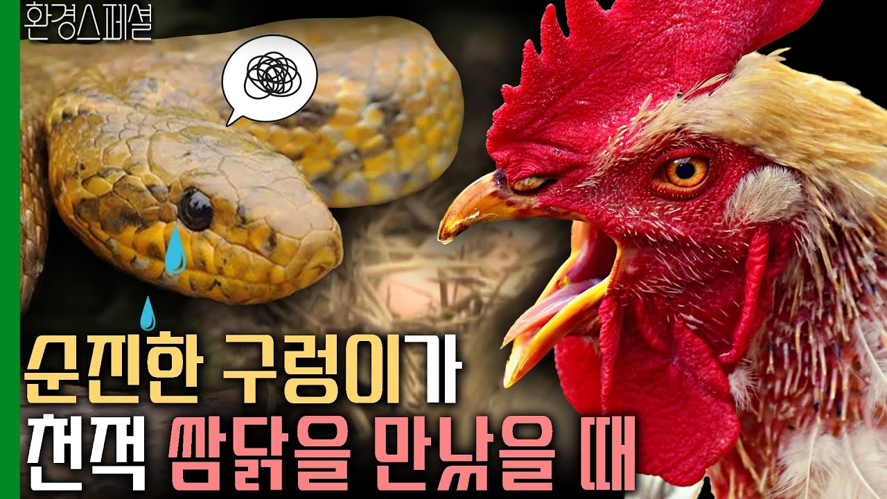 순진한 구렁이가 천적 쌈닭을 만났을 때 [환경스페셜-킬러의 수난, 구렁이와 살무사] / KBS 20060524 방송