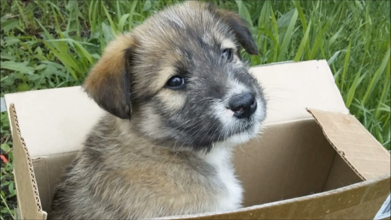 Судьба обитателей картонных коробок The fate of the inhabitants of the boxes