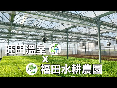 【旺田溫室#015】苗栗苑裡的無毒水耕蔬菜農園（力霸型溫室）hydroponic farm in Taiwan built by Wang Tian Greenhouse