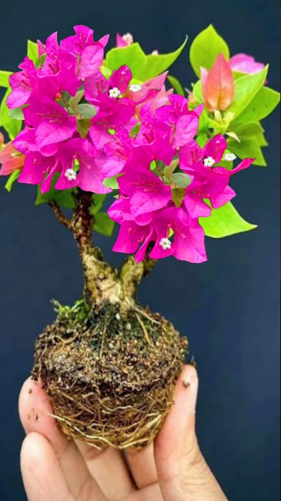 Make Bougainvillea Bonsai From Cutting #shorts #short #shortvideo #shortsvideo #gardening #Grafting