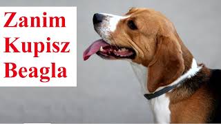 Zanim Kupisz BEAGLA