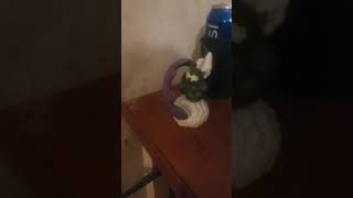 Girl Gets Grounded And Get Sent To Romania