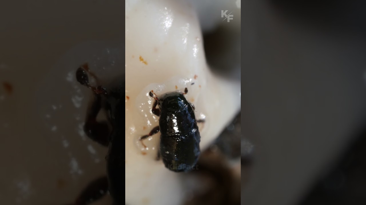 Короед - нелегкий путь вредителя.