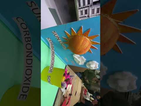 photosynthesis plants #model