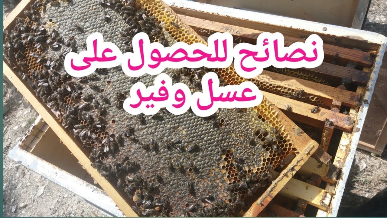 فحص الخلايا بعد دخول الصيف ونصائح لجني أكبر كمية من العسل