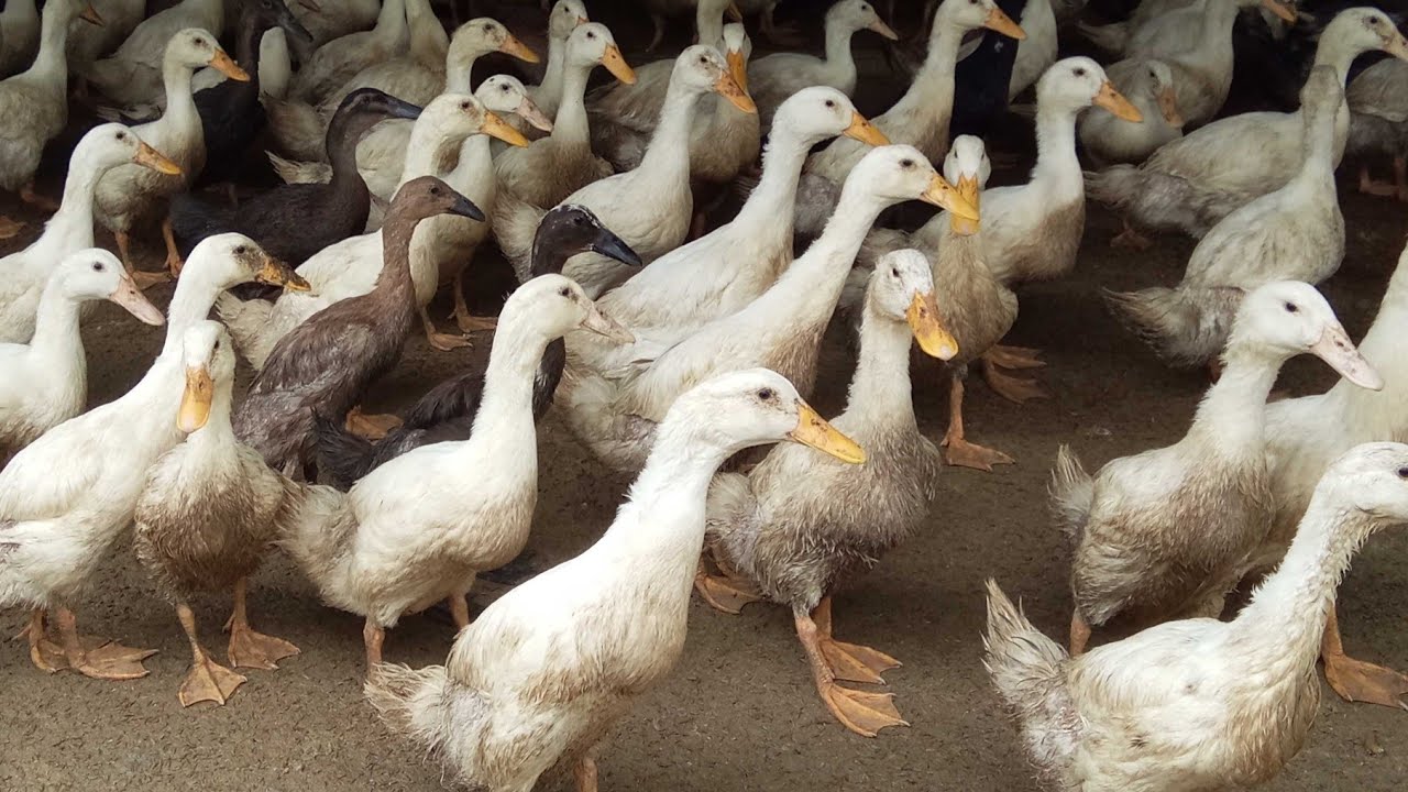 cara ternak bebek pedaging | persiapan kandang, pakan dan bibit | putra