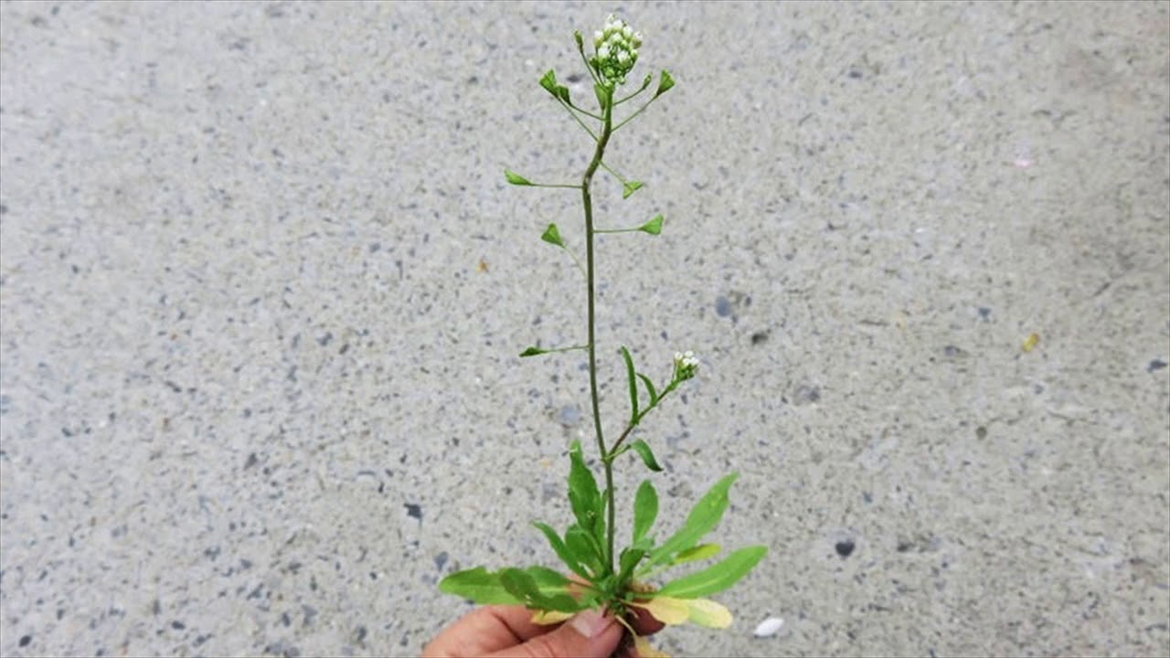 Push Your Periods Back For Few Days Naturally And Simply With Shepherd