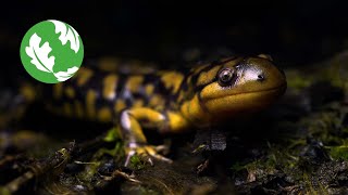 Ephemeral - Life in Appalachian Vernal Pools