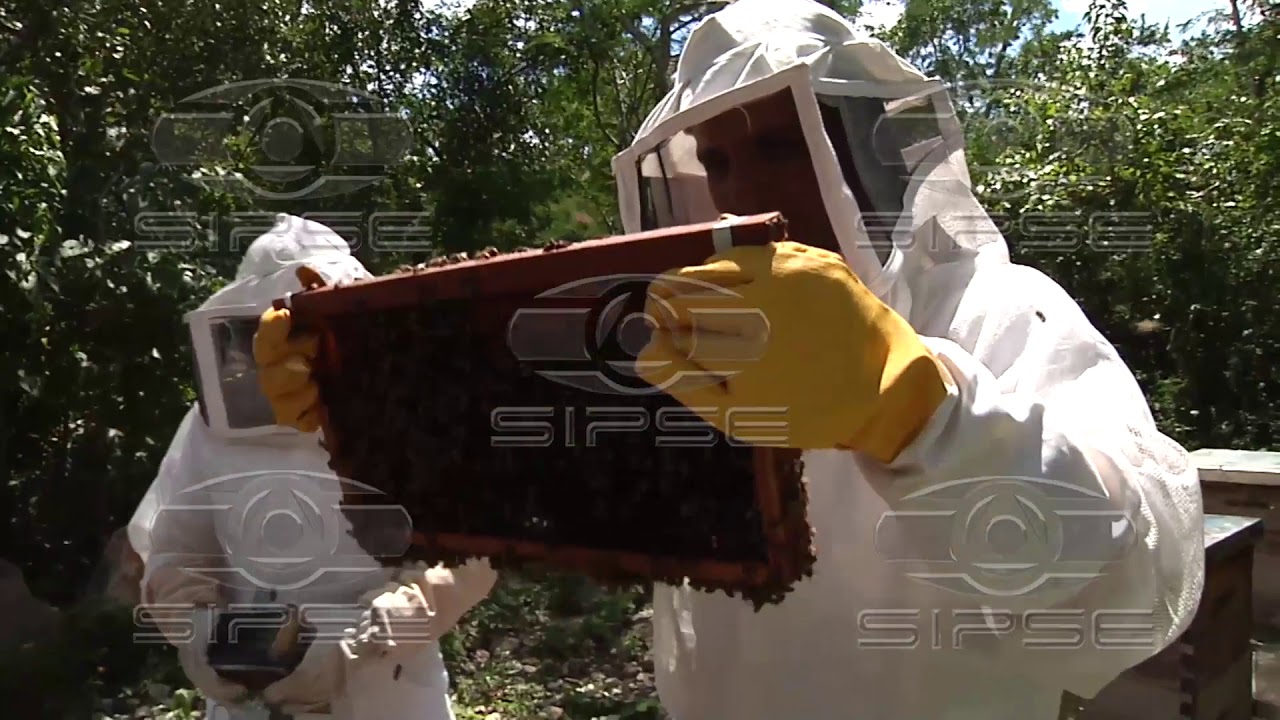 TIPOS DE ABEJAS YOUTUBE