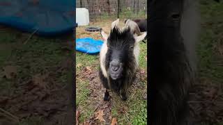 Talking Goat