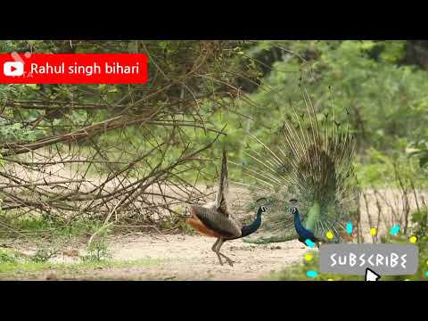 Amazing Peacock Dancing And Bhojpuri Me Moar Aur Morani Dancing