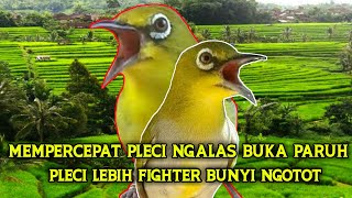 Masteran Pleci Agar Cepat Buka Paruh Pleci Lebih Fighter Bunyi Nembak Ngotot