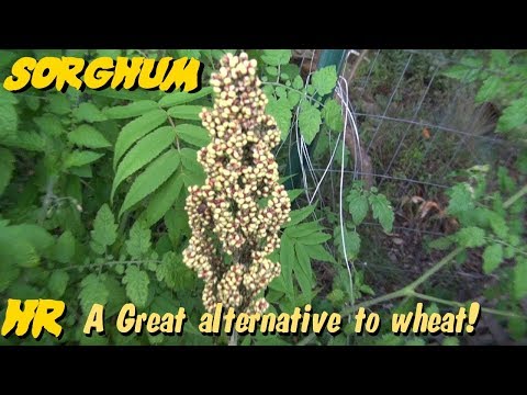 Video: Sorghum Grass Inligting: Kom meer te wete oor Sorghum Grass Saad