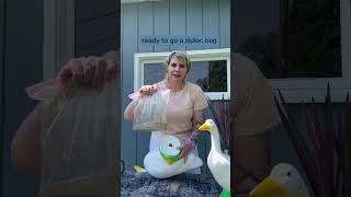 Weighing Down Your Goose | Gaggleville® screenshot 5