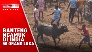 Banteng Ngamuk Di India, 50 Orang Luka
