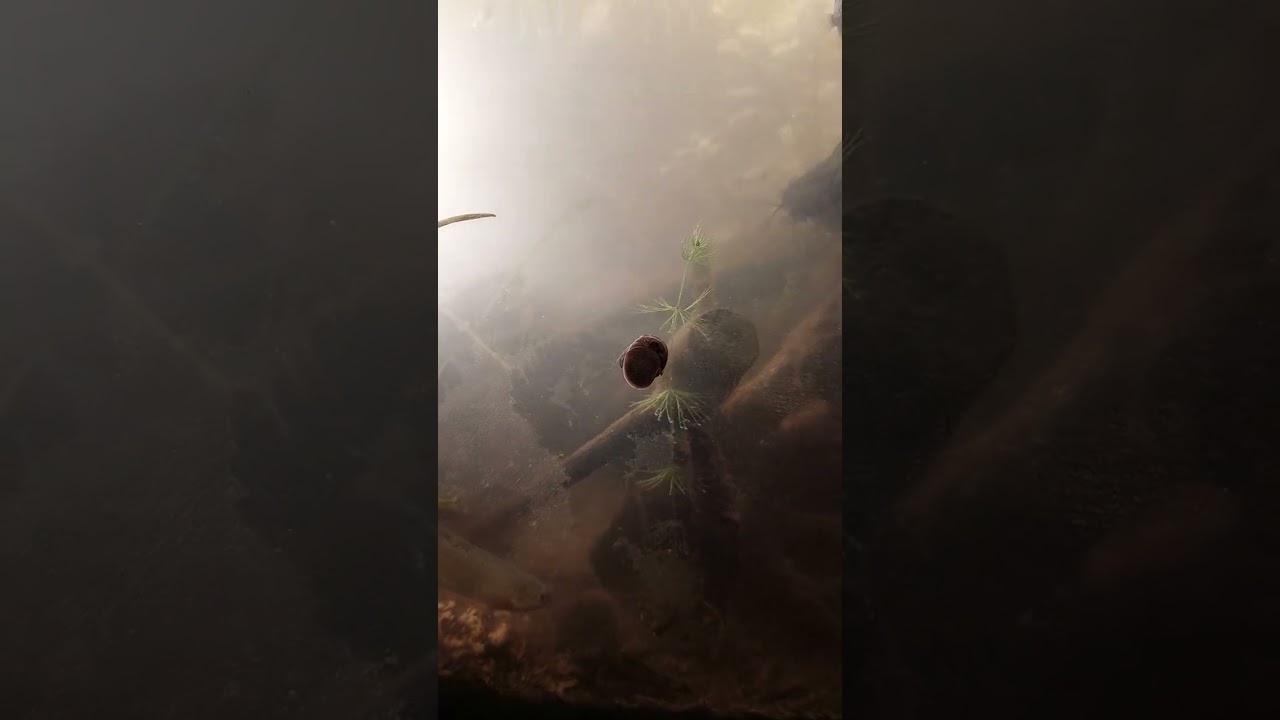 Pianoschnecke frisst Biofilm