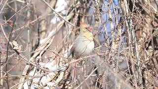 Female Northern Cardinal Singing screenshot 4