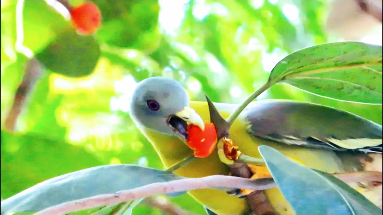 What Kind Of BIrd Eats Fruit!! Fruit Eating Birds Beaks Fruit Eating