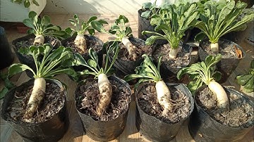 Hướng dẫn cách trồng củ cải trắng