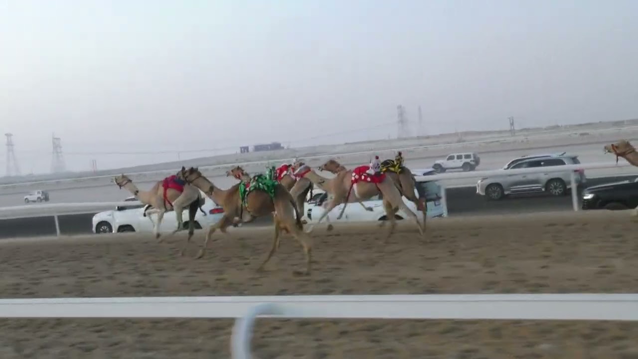 الشوط5(الشاهنيه)للسيد: عبدالله محمد زايد المنصوري توقيت 2:20