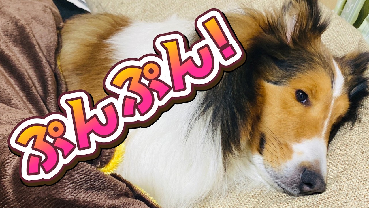 Rinta clearly lets me know when he's unhappy [Dog talks using