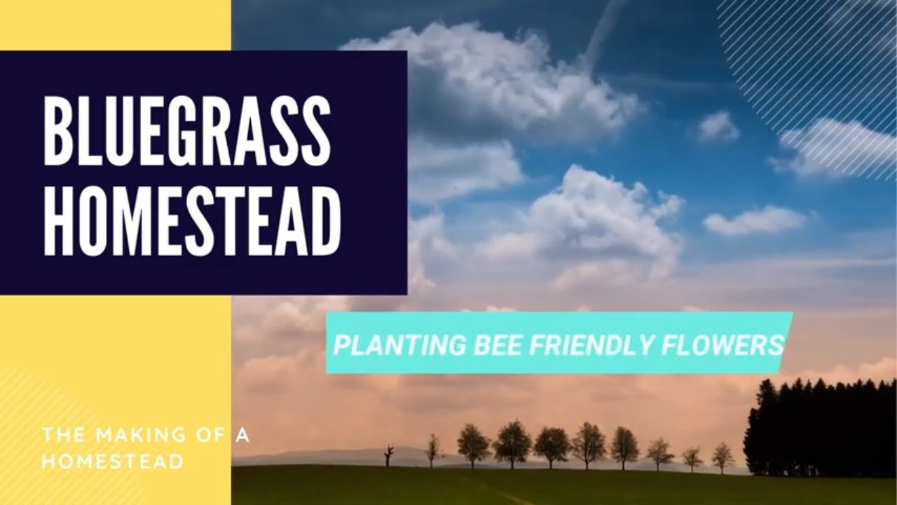 Bee friendly flowers. Beginning Stage of our New Pollinators!