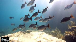 Diving Bermudas Reefs Blue Horizon Diving